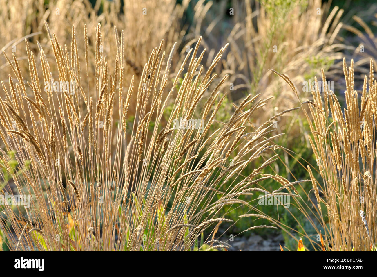 Glaucous hair grass (Koeleria glauca) Stock Photo