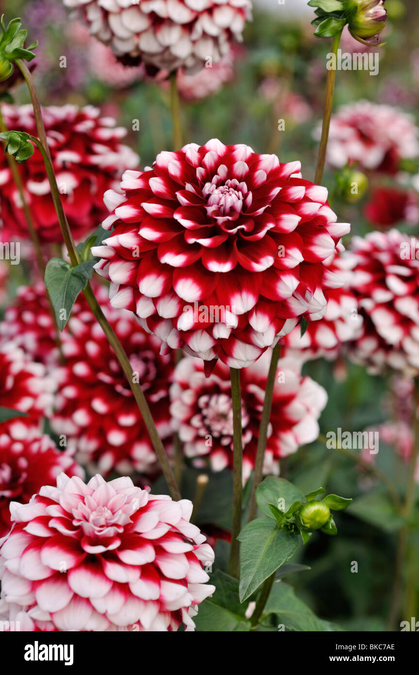 Perennial dahlia hi-res stock photography and images - Alamy