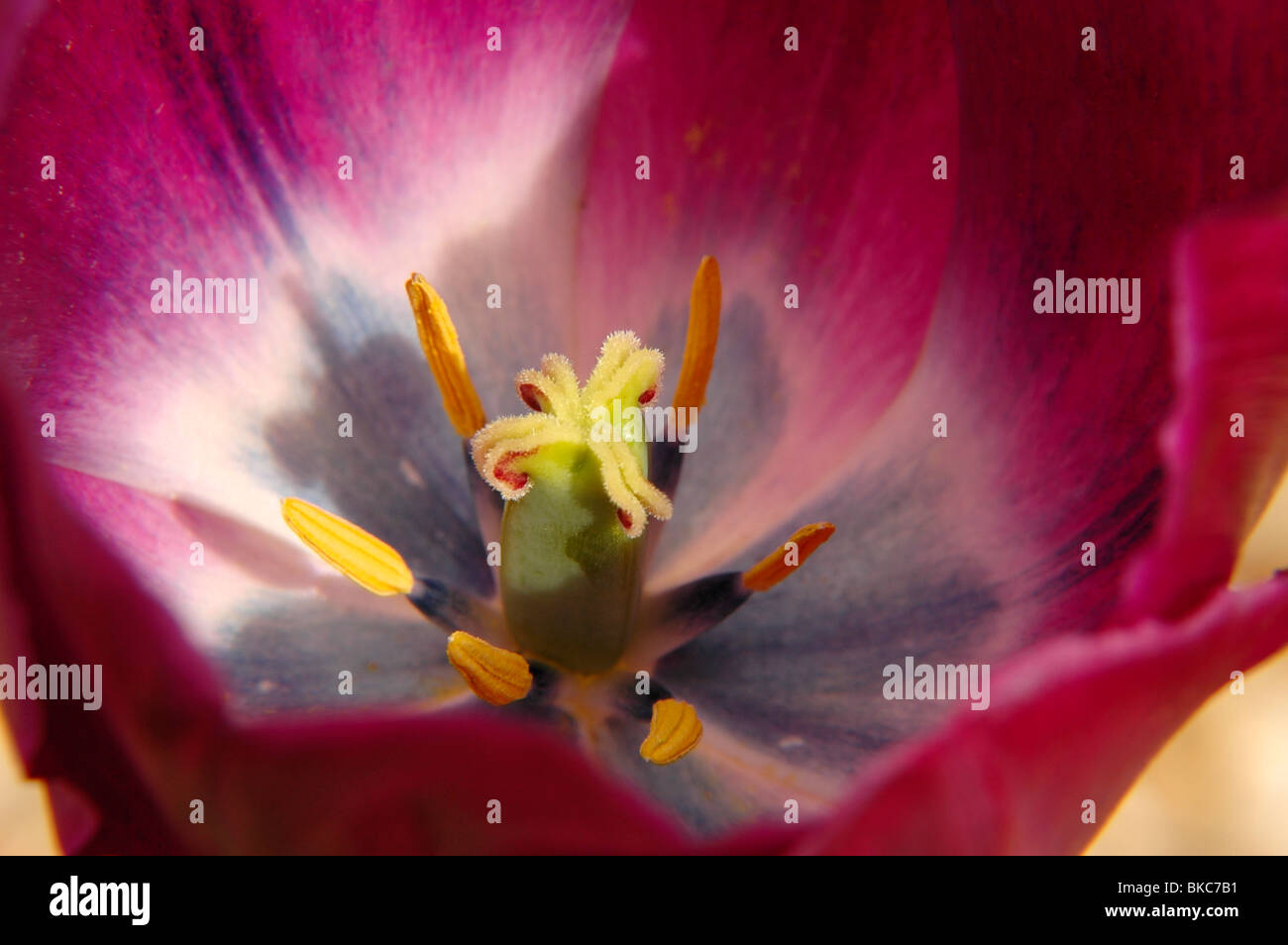 A close up of a beautiful tulip Stock Photo - Alamy