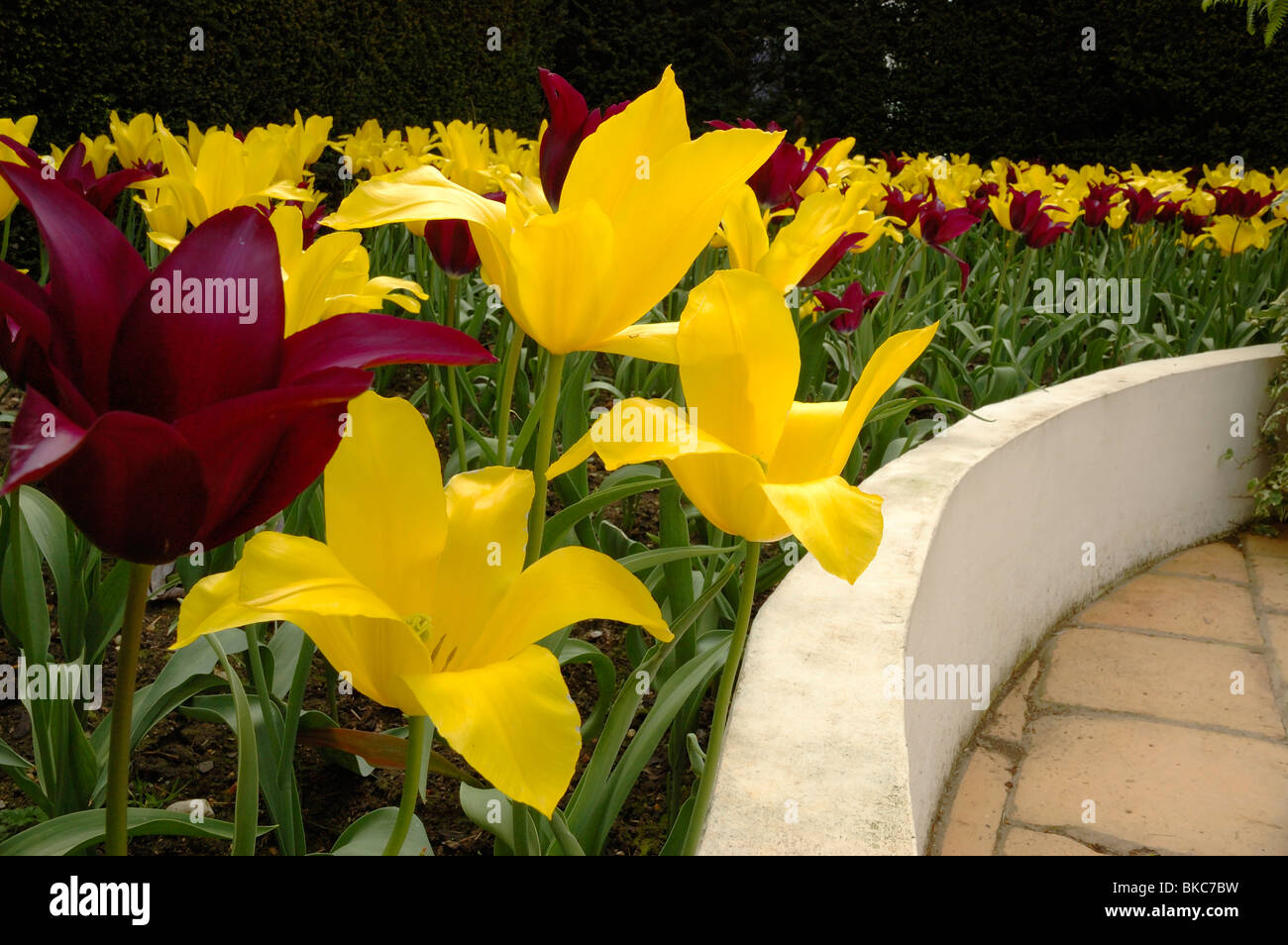 A flower bed full of beautiful tulips Stock Photo - Alamy