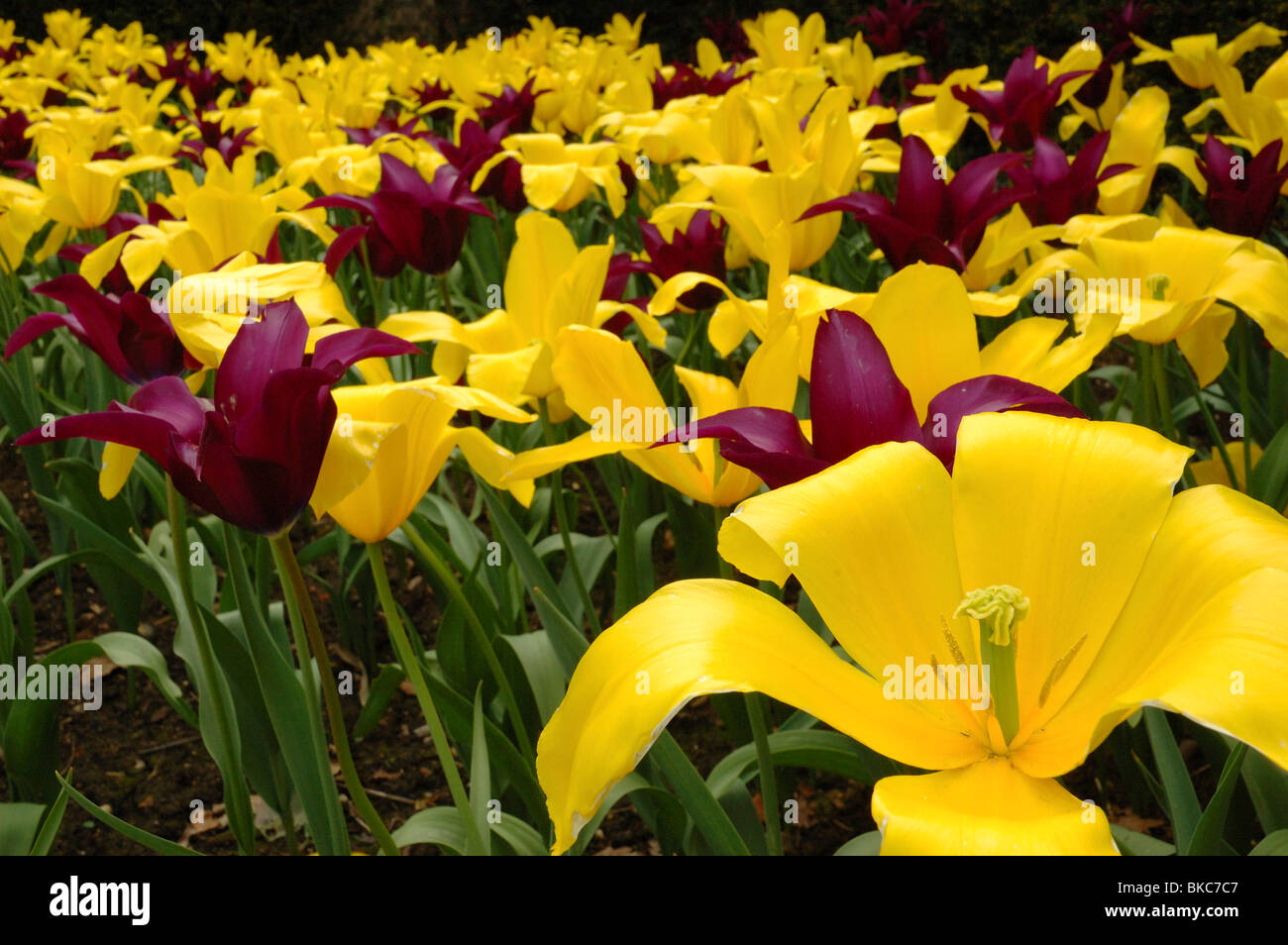 A flower bed full of beautiful tulips Stock Photo - Alamy