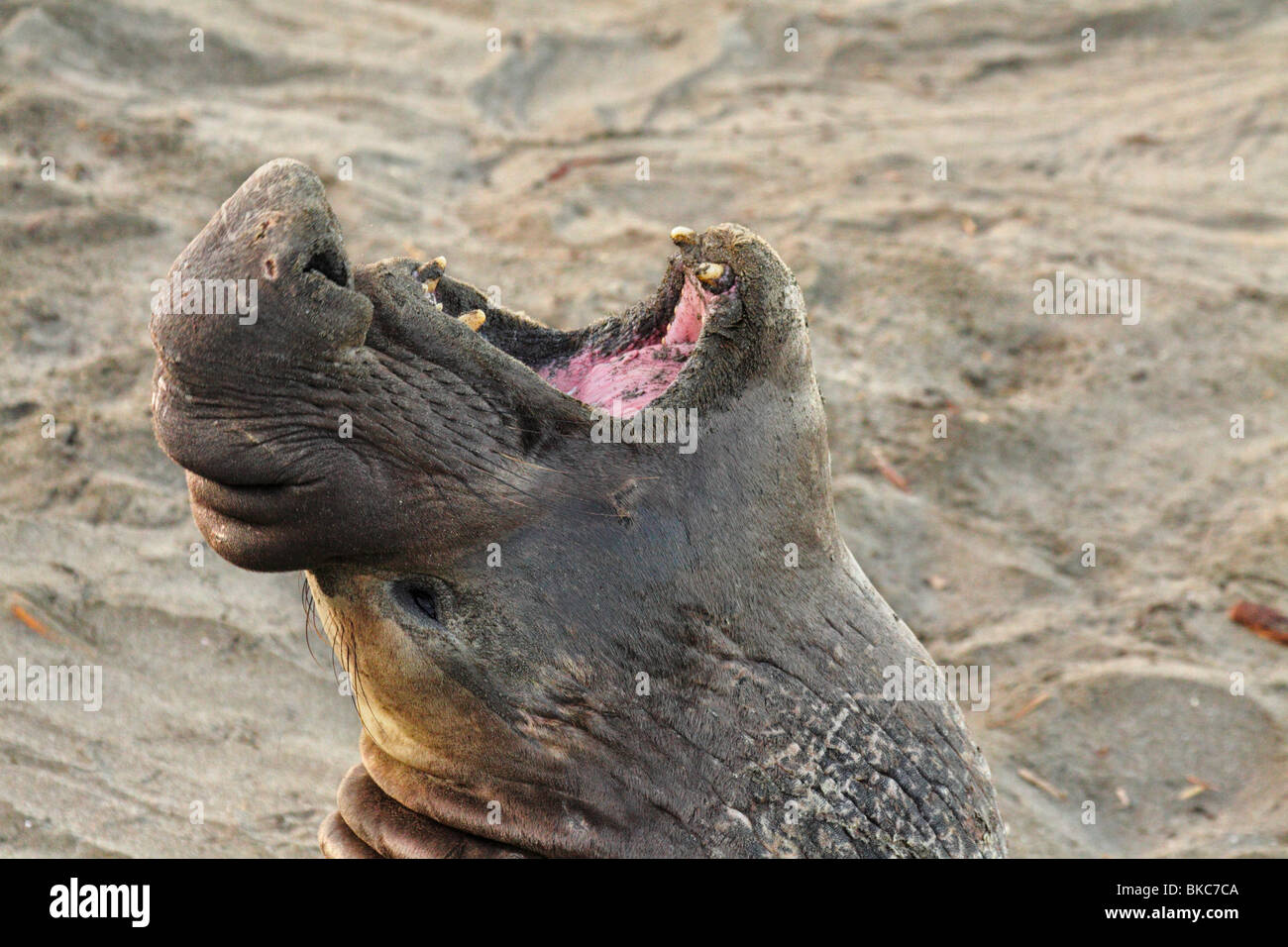 Northern elephant seal bull bellowing on beach-Piedras Blancas, California, USA. Stock Photo