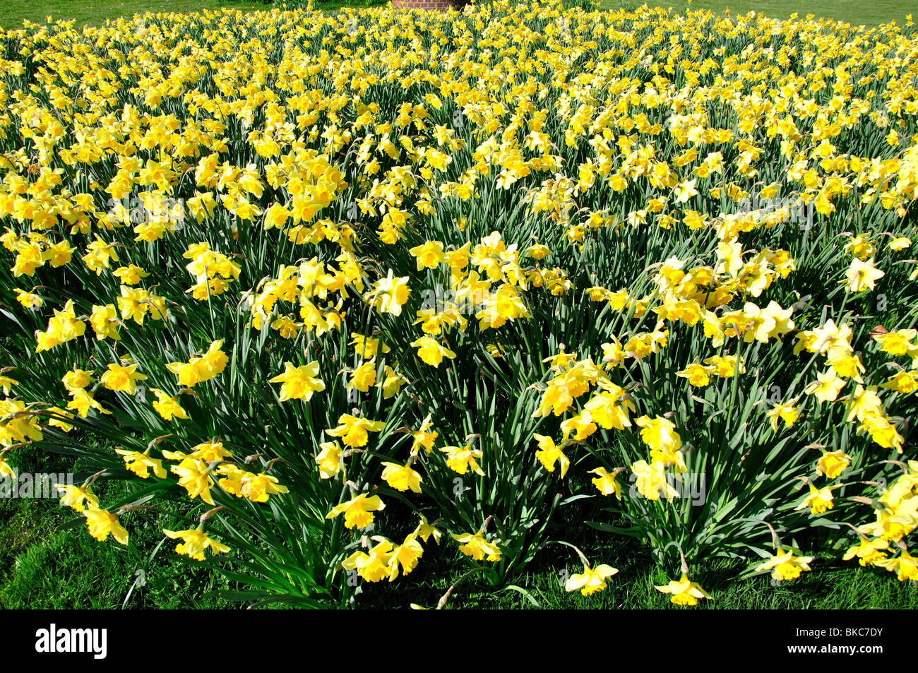 Daffodils on village green, Shalford, Surrey, England, United Kingdom Stock Photo