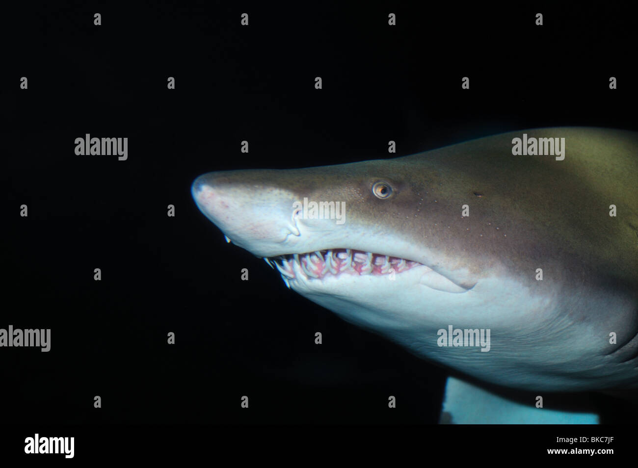 Sand tiger shark, Carcharias taurus, captive Stock Photo