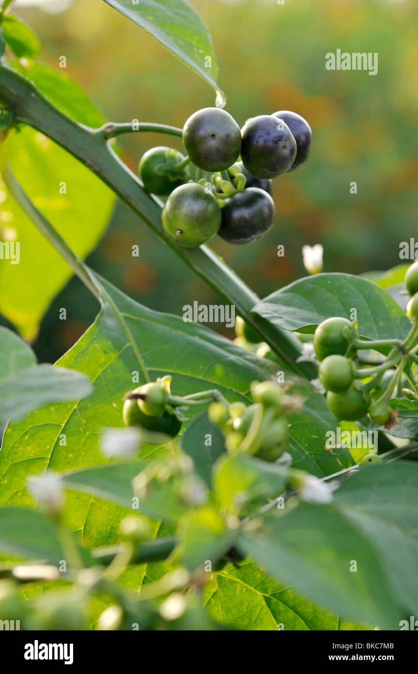 Garten Heidelbeere - Solanum Melanocerasum - 40+ Samen - So 032 - Österreich