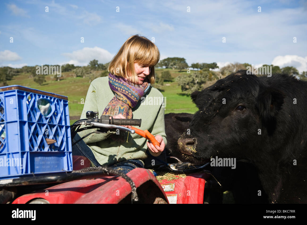 Mature adult female rancher hand feeds carrots to herd of Black Angus cattle, central California Stock Photo