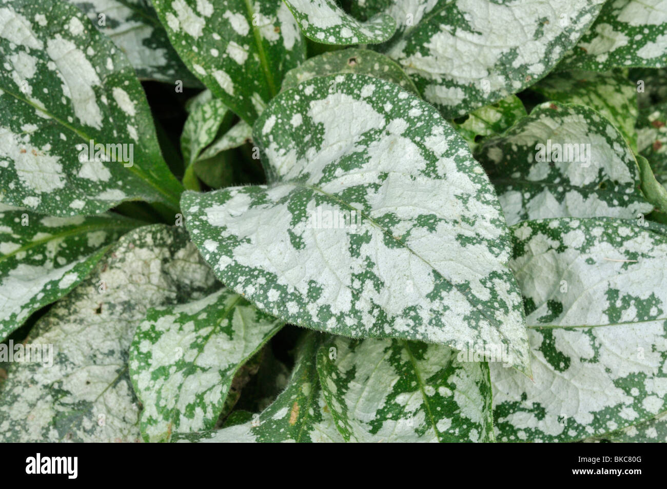 Bethlehem sage (Pulmonaria saccharata 'Reginald Kaye') Stock Photo