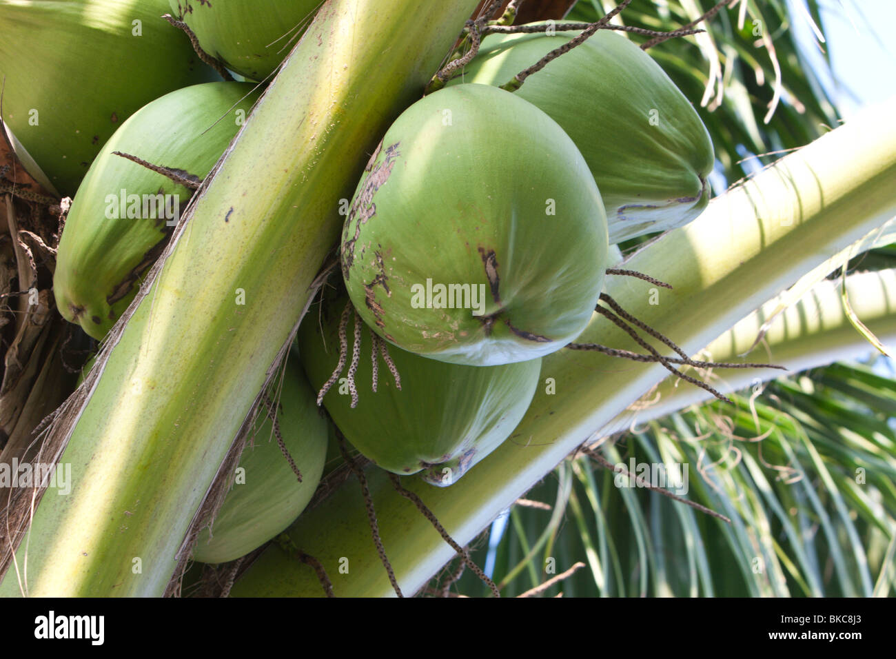 Green coconuts hi-res stock photography and images - Alamy Green coconuts hi-res stock photography and images - Alamy