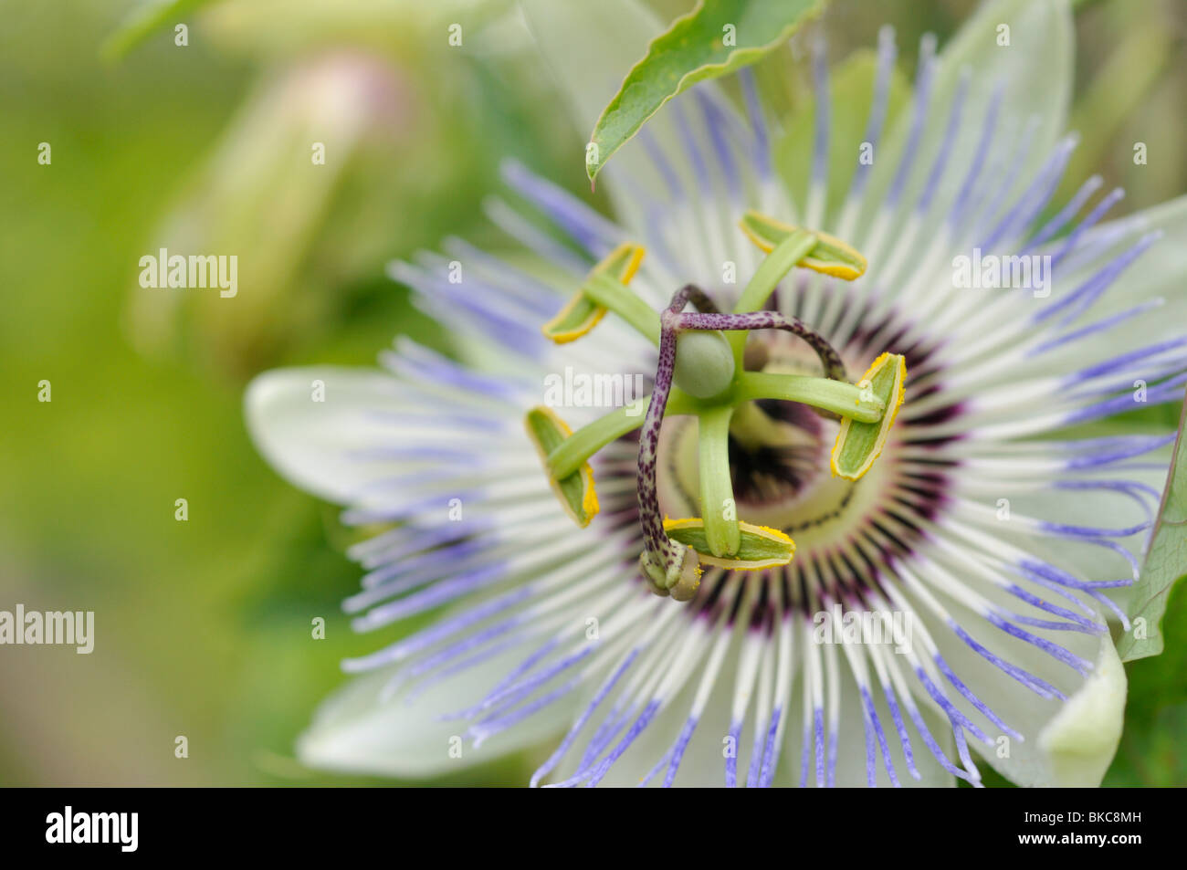 Blue passion flower (Passiflora caerulea) Stock Photo