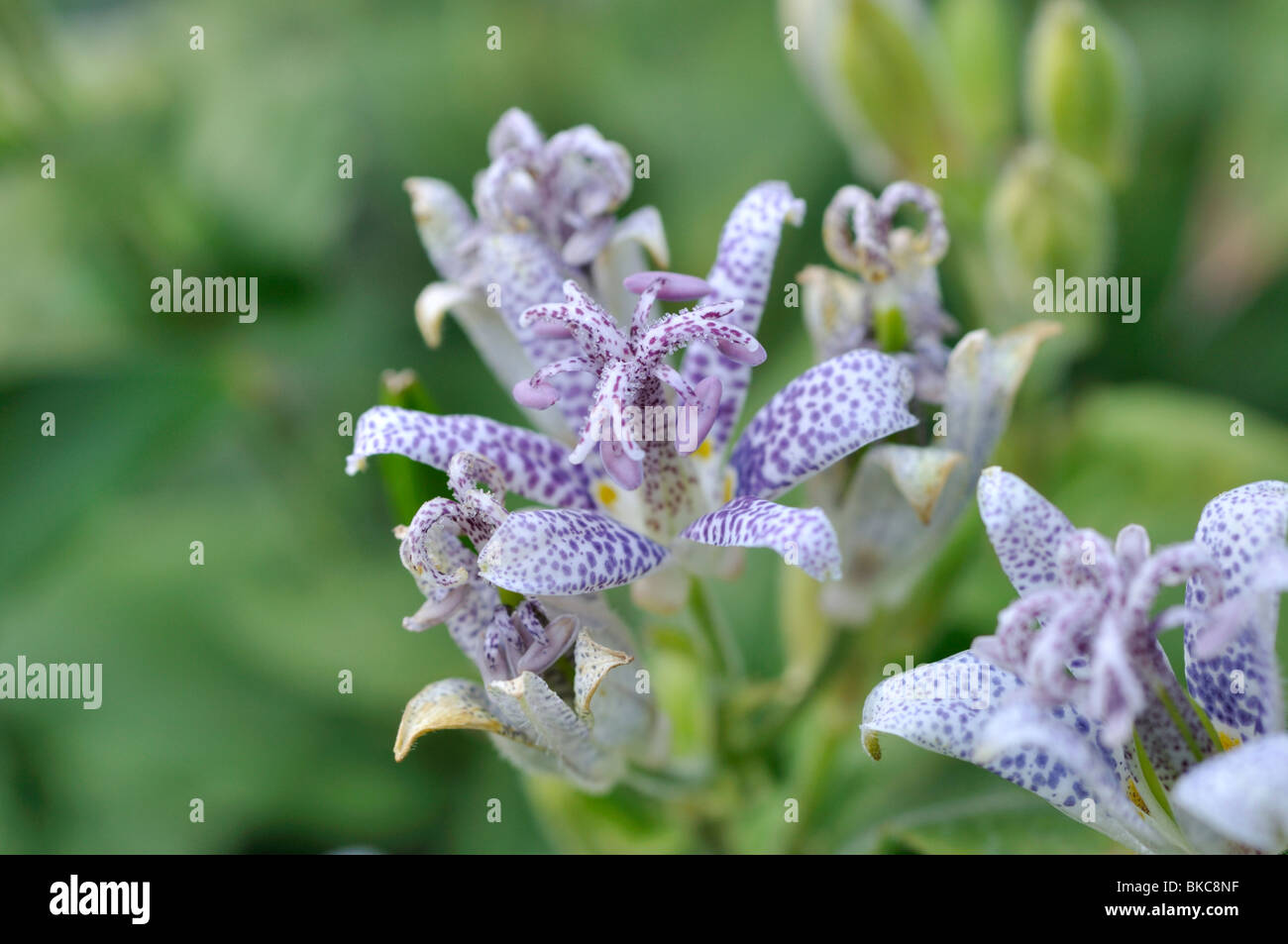 Japanese toad lily (Tricyrtis hirta) Stock Photo