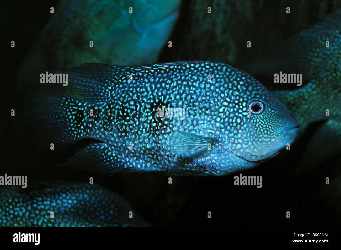 Rio Grande Chilchid Herichthys Cyanoguttatus Captive Stock Photo Alamy