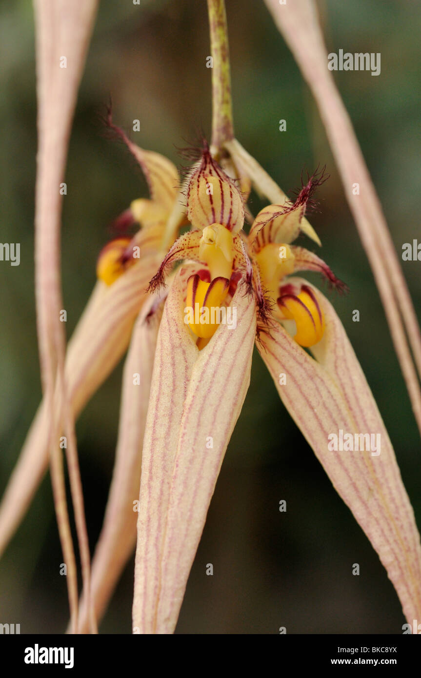 Bulbophyllum Louis Sander Stock Photo