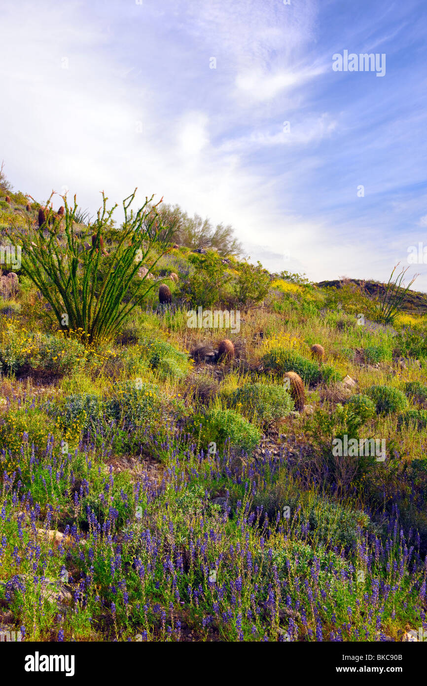 Spring blooms in the Sonoran Desert of Arizona's White Tank Mountains Regional Park. Stock Photo