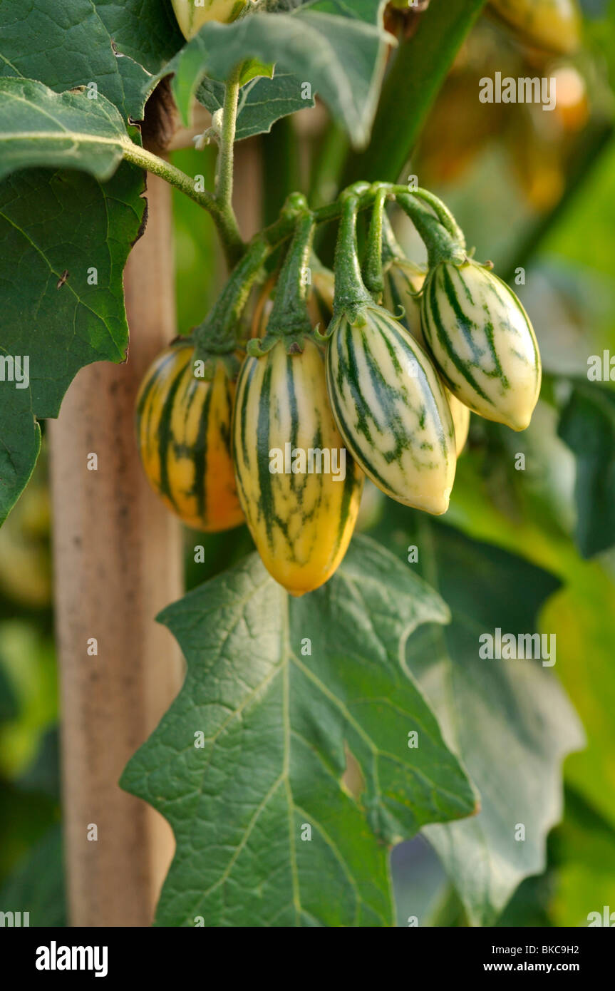 Aubergine (Solanum melongena 'Striped Toga' Stock Photo Alamy