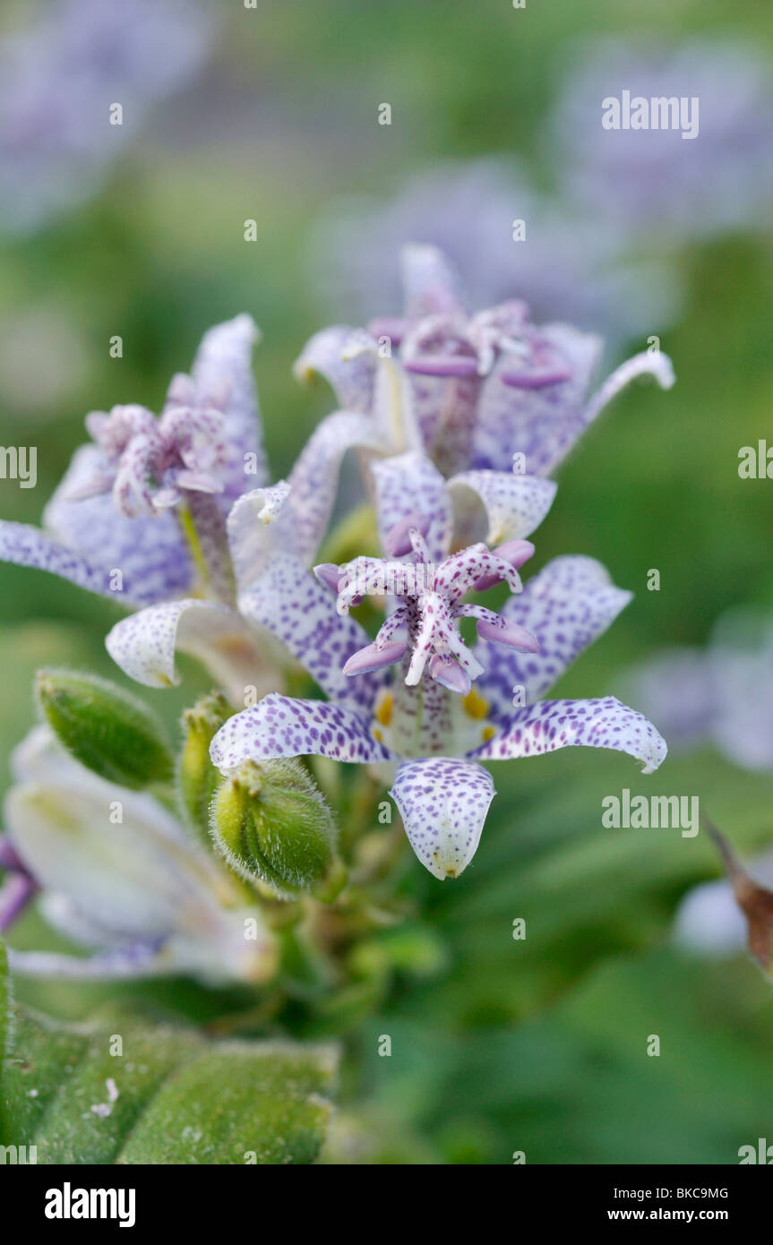 Japanese toad lily (Tricyrtis hirta) Stock Photo