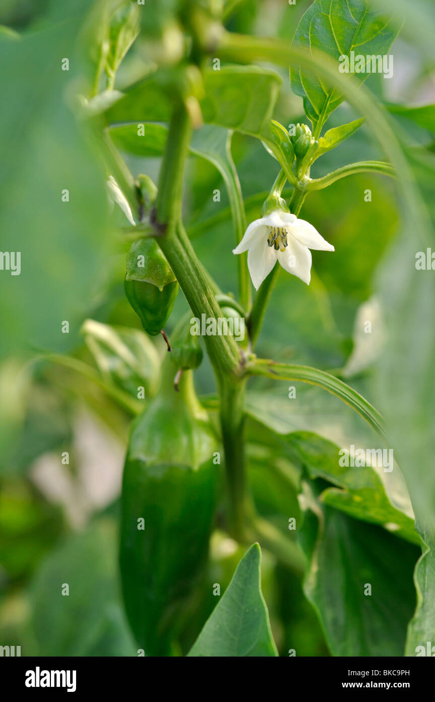 Sweet pepper (Capsicum annuum 'Palladio') Stock Photo