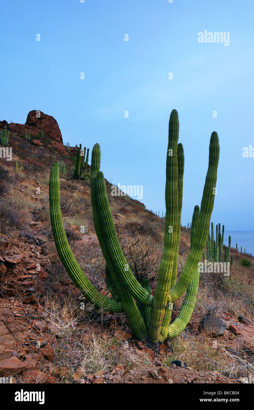Cactus Near San Carlos, Sonora, Mexico Stock Photo