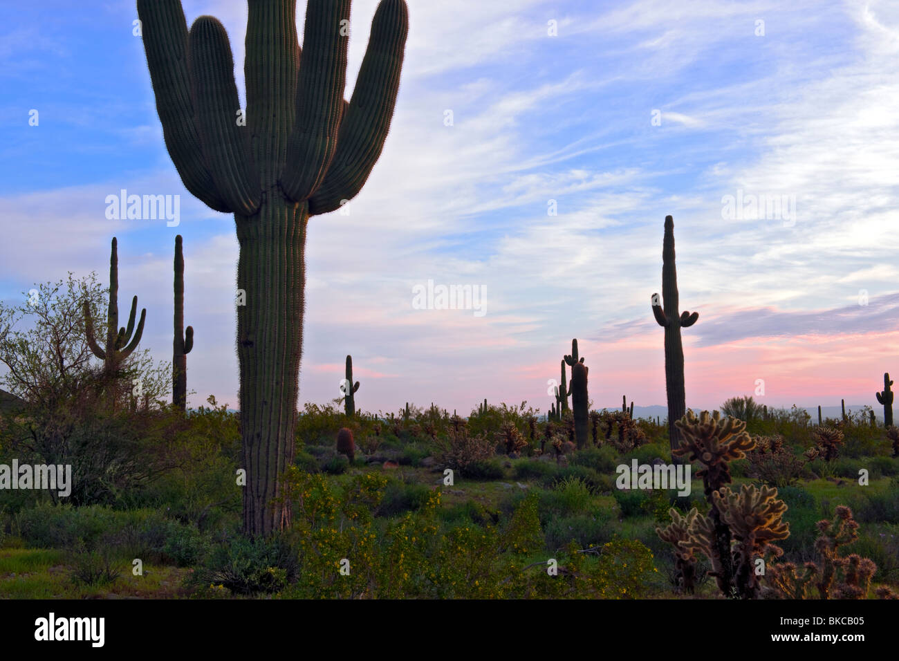 Saguaro cactus stand tall at first light in Arizona's White Tank Mountains Regional Park west of Phoenix. Stock Photo