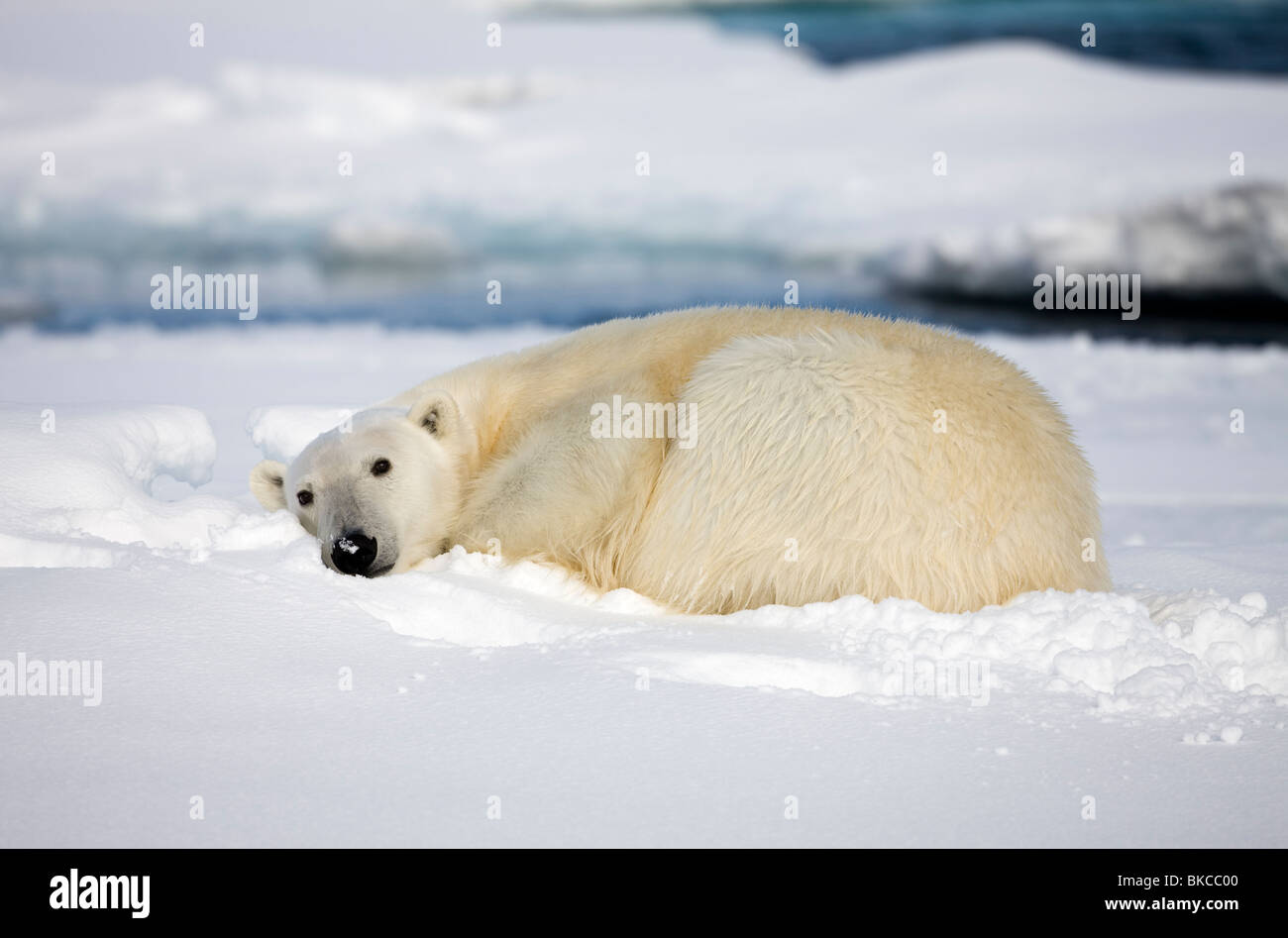 Norway Svalbard Spitsbergen Island Polar Bear Ursus Maritimus