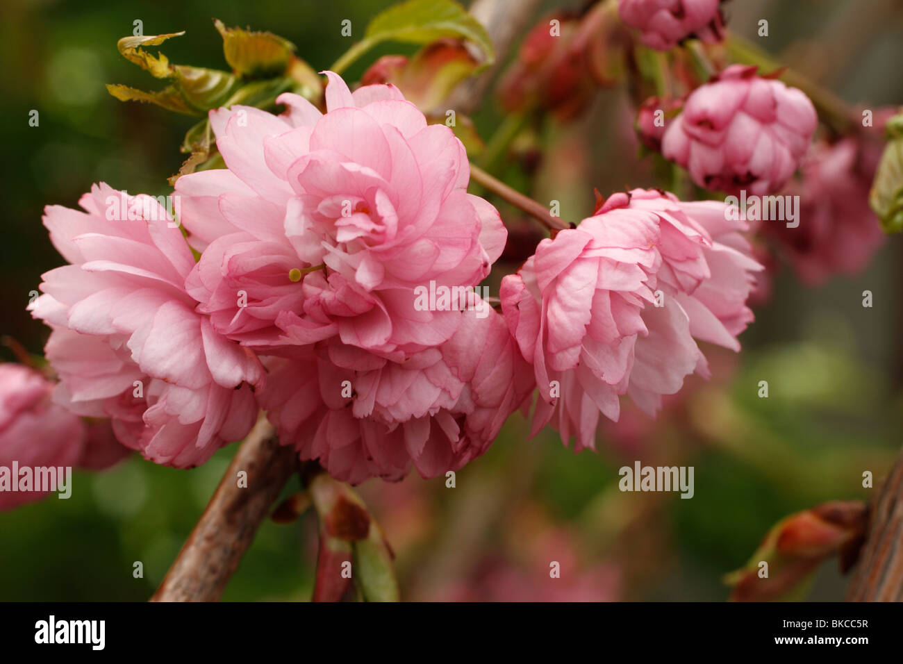 Prunus 'Kiku-shidare-zakura cheal's weeping cherry Brookfields Garden Centre. Stock Photo