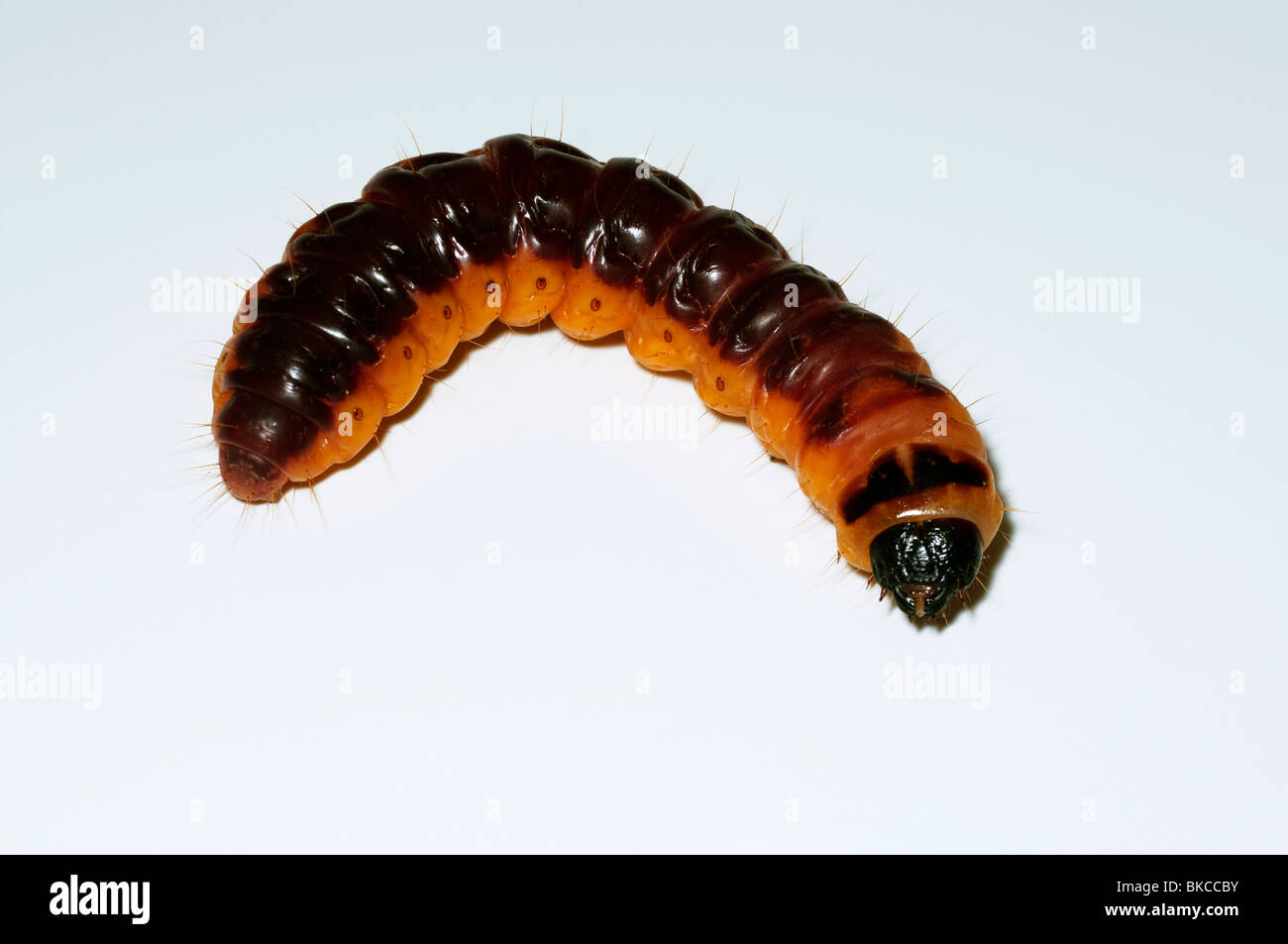 Goat Moth (Cossus cossus), caterpillar, studio picture. Stock Photo
