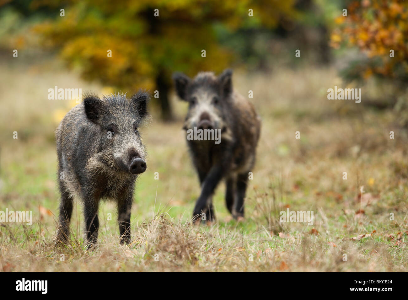 Wild Boar (Sus scrofa). Two juveniles on a clearing. Stock Photo