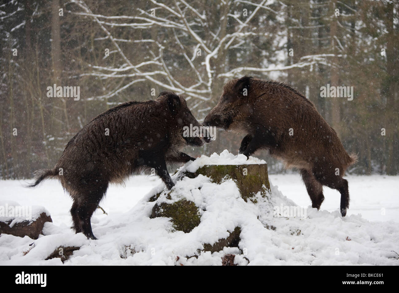 Wild Boar (Sus scrofa), two males squabbling. Stock Photo