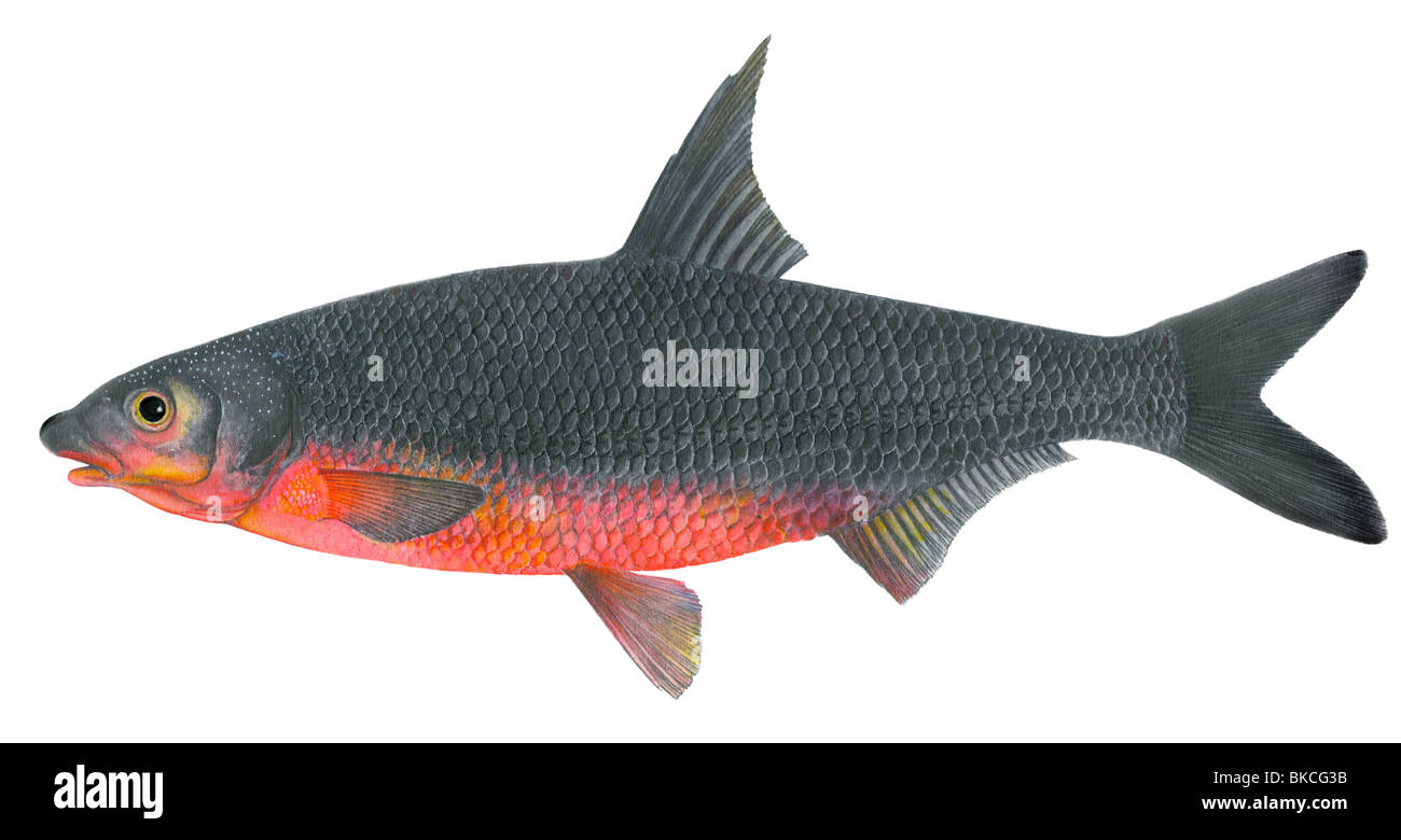 East European Bream, Baltic Vimba, Zarte (Vimba vimba), drawing. Male in spawning coloration and with tubercles on head. Stock Photo