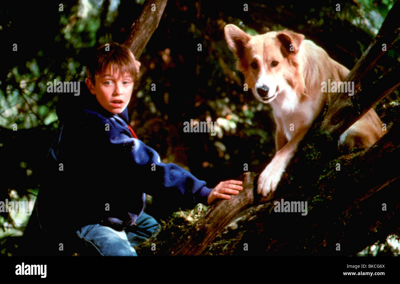 BINGO (1991) ROBERT J STEINMILLER JR BNGO 002 Stock Photo Alamy