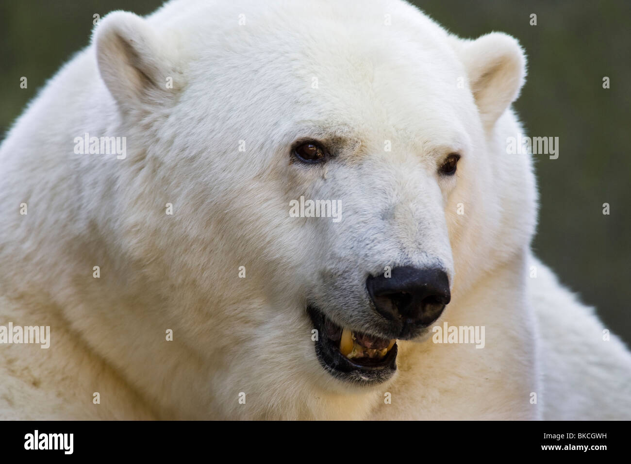 polar bear portrait Stock Photo