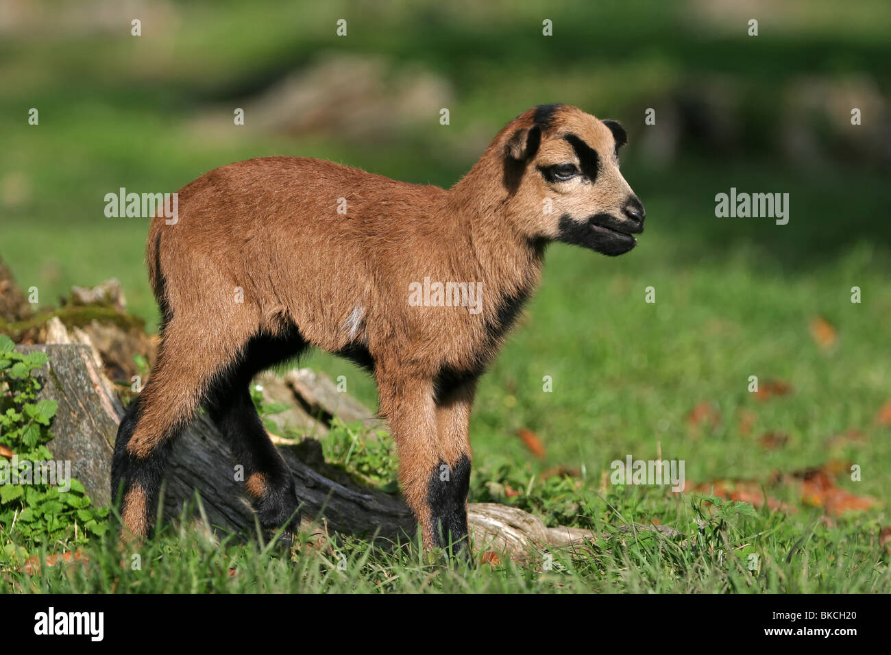 young sheep Stock Photo