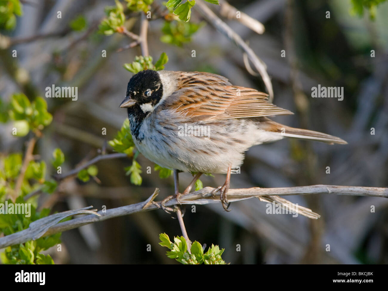 Male Reed Bunting in breeding plumage perched on branch in hedgerow Stock Photo