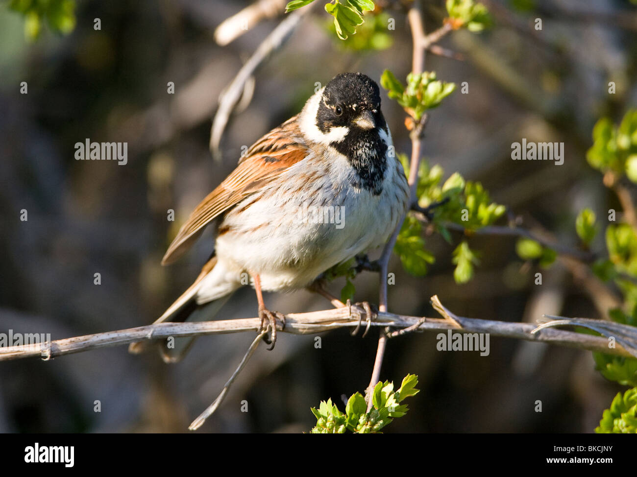 Male Reed Bunting in breeding plumage perched on branch in hedgerow Stock Photo