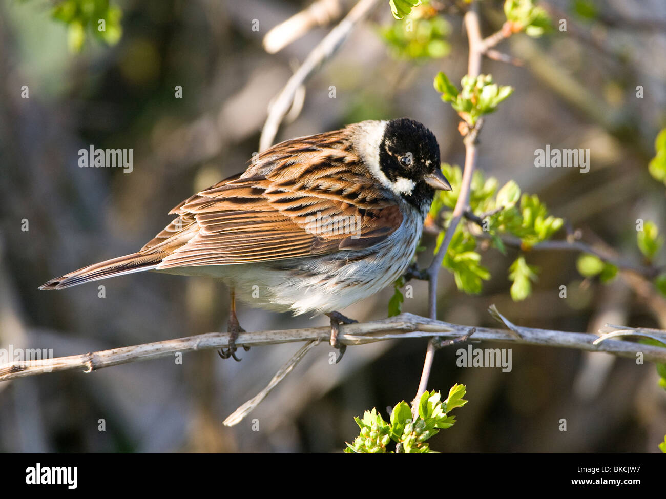 Male Reed Bunting in breeding plumage perched on branch in hedgerow ...