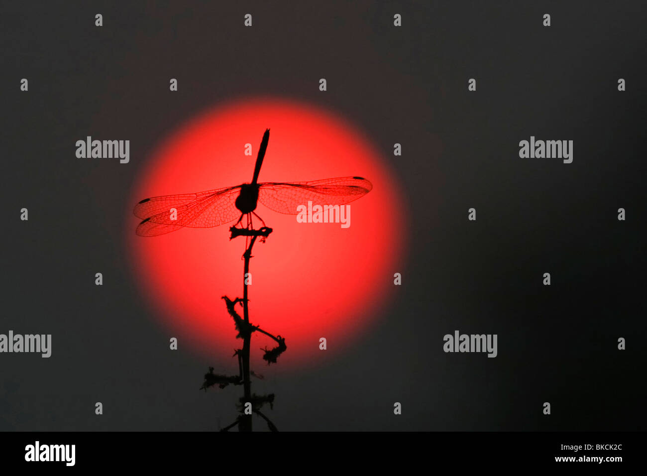 Dragonfly dragonflies odonata anisoptera hires stock photography and