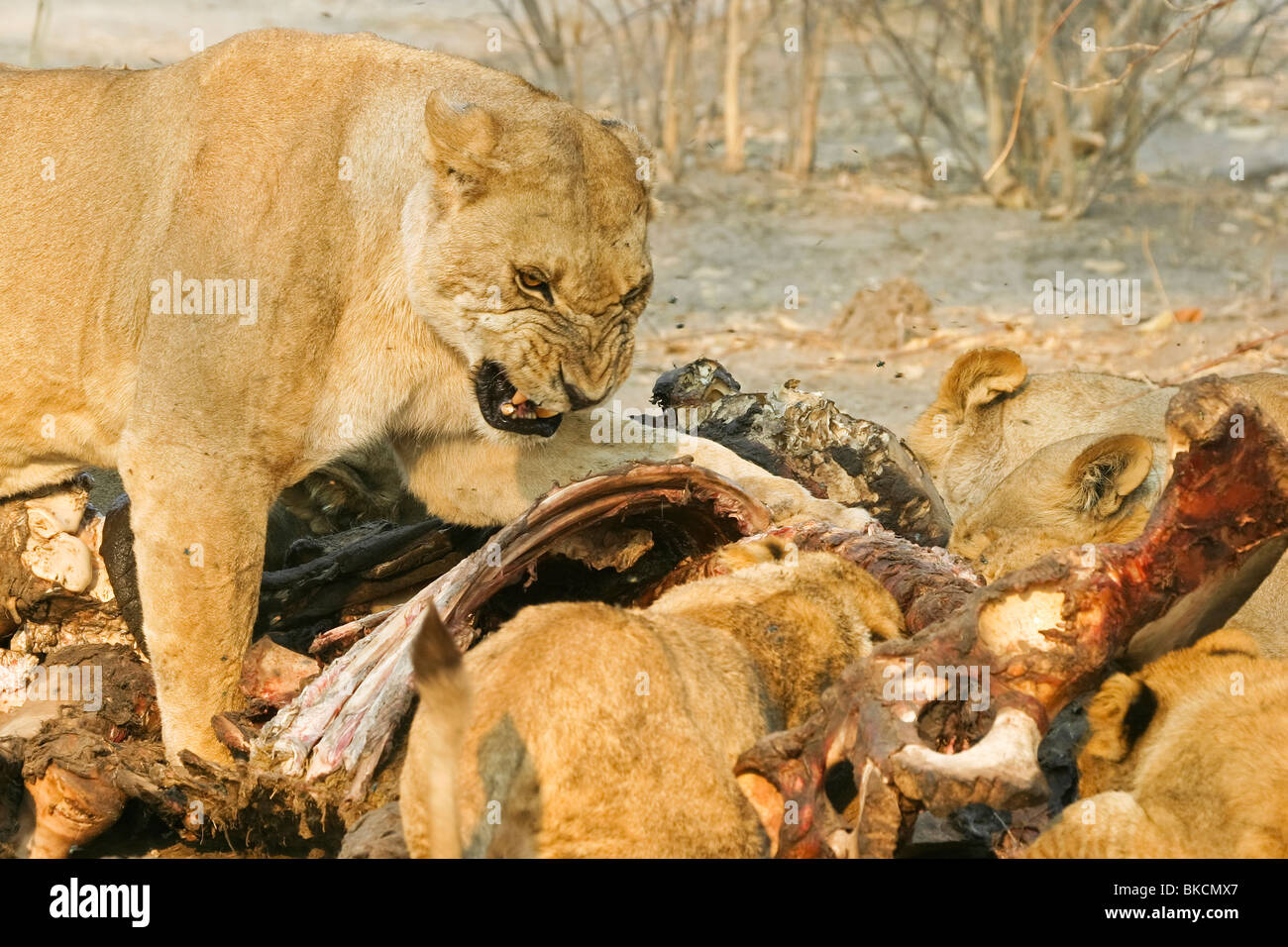 eating lions Stock Photo