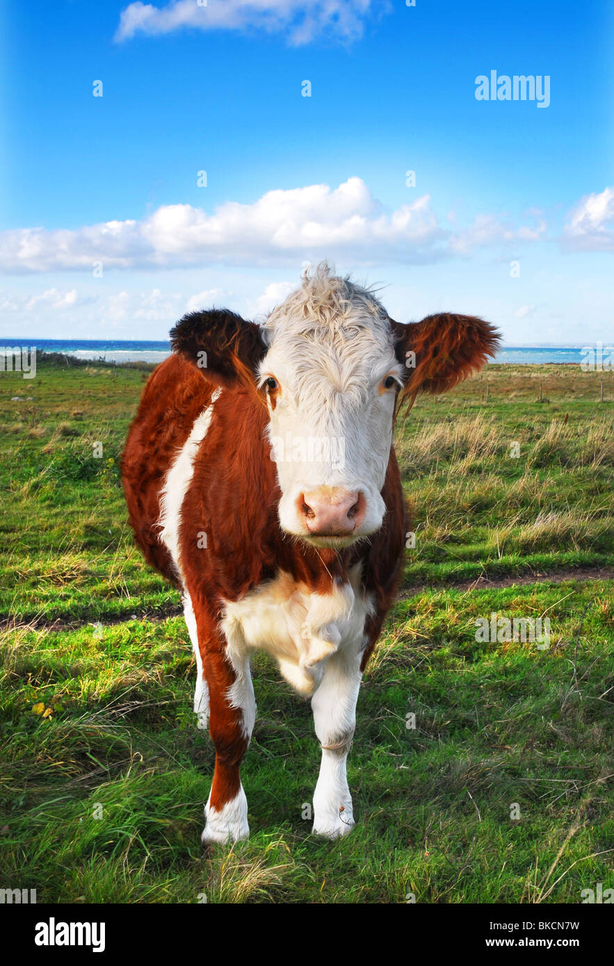 Cow on the meadow Stock Photo - Alamy