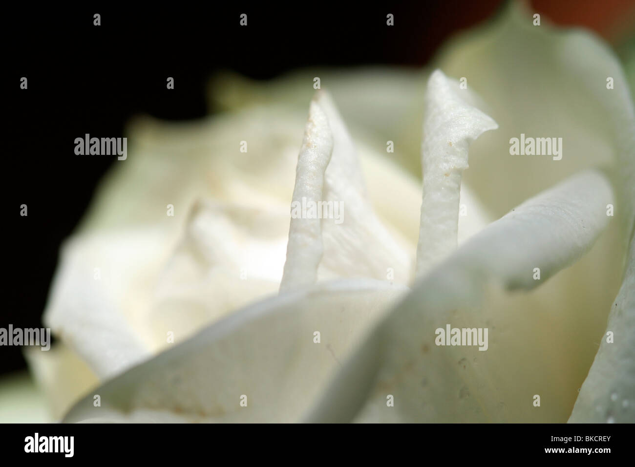 Wild white rose blooms hi-res stock photography and images - Alamy