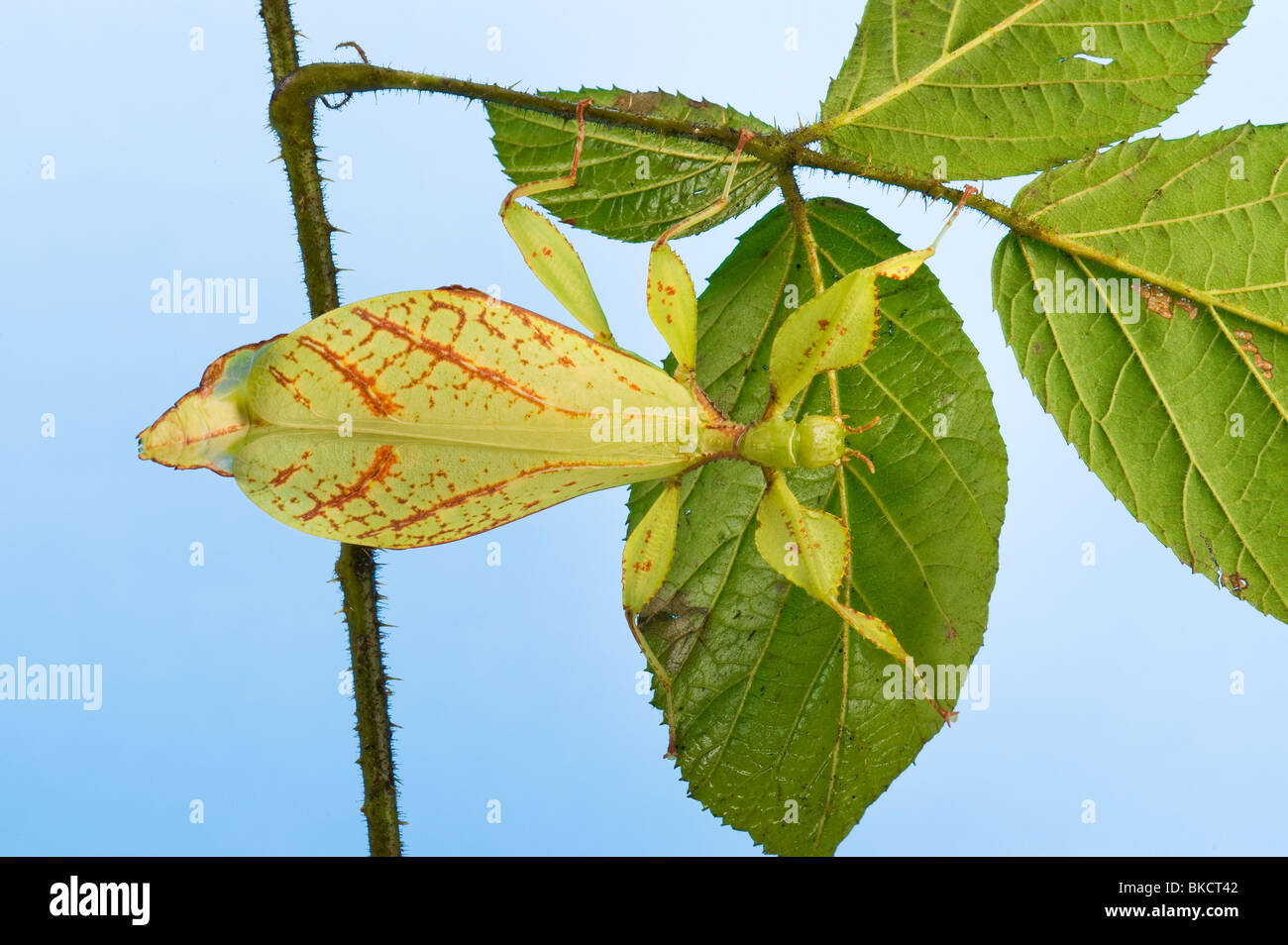 Phyllium Sp. philippines leaf insect eating eat leafinsect stick appearance of a leaf look like