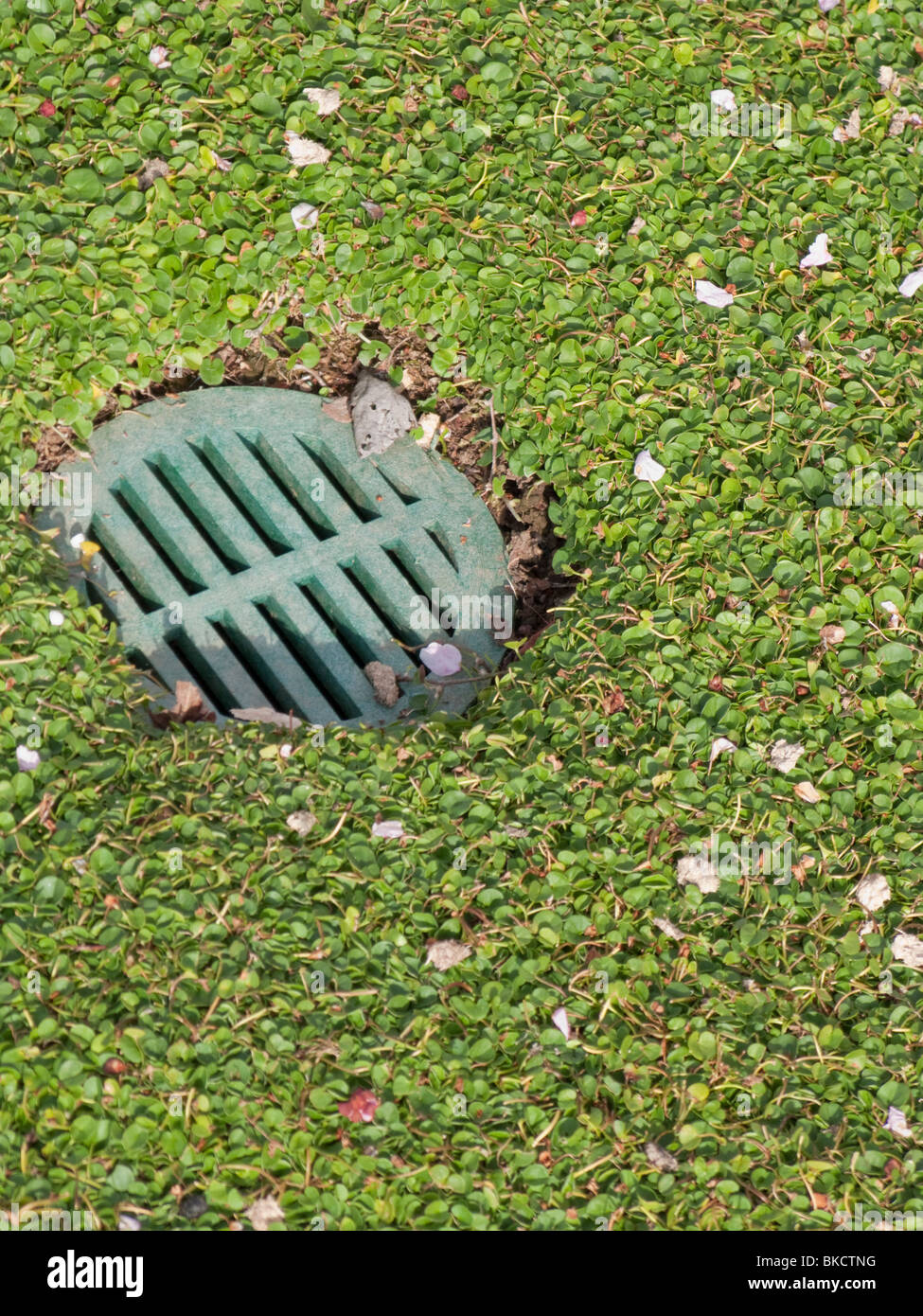 Drain surrounded by green clover Grass Stock Photo