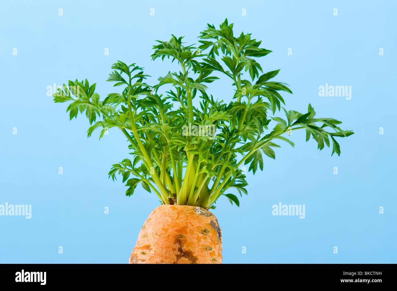 drive out carrot growing fresh green leaf leaves of old make new renewing revive reviving renew regenerate regeneration life new Stock Photo