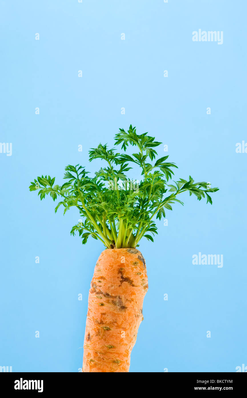 Carrot leaf carrot hires stock photography and images Alamy