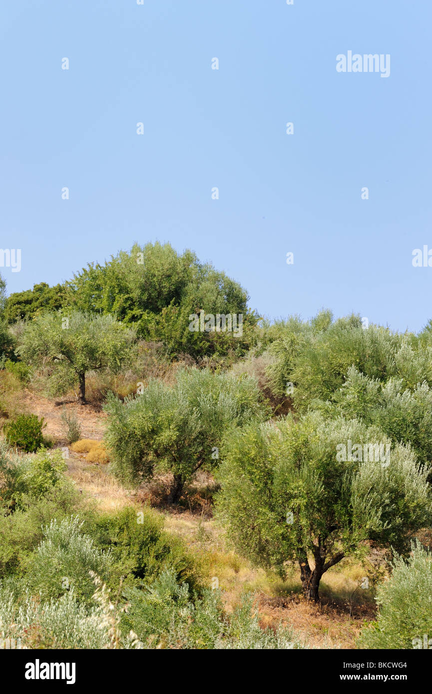 Olive orchard with many trees in landscape Stock Photo Alamy