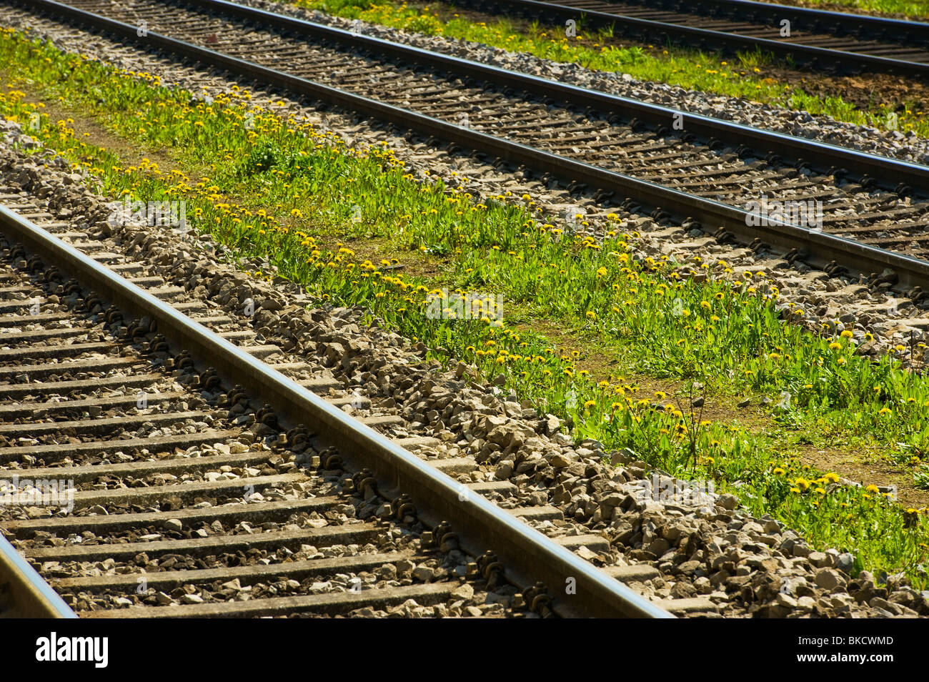 dandelion in rail way rails spring railway railroad sleeper tie ties track bed symbol symbolic journey holiday away sun sunny sa Stock Photo