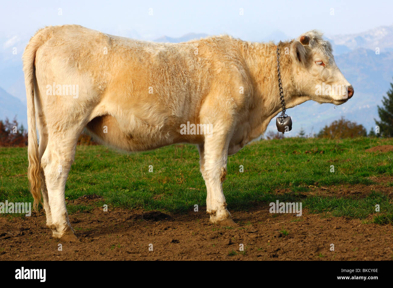 Young Charolais fattening bull, France Stock Photo