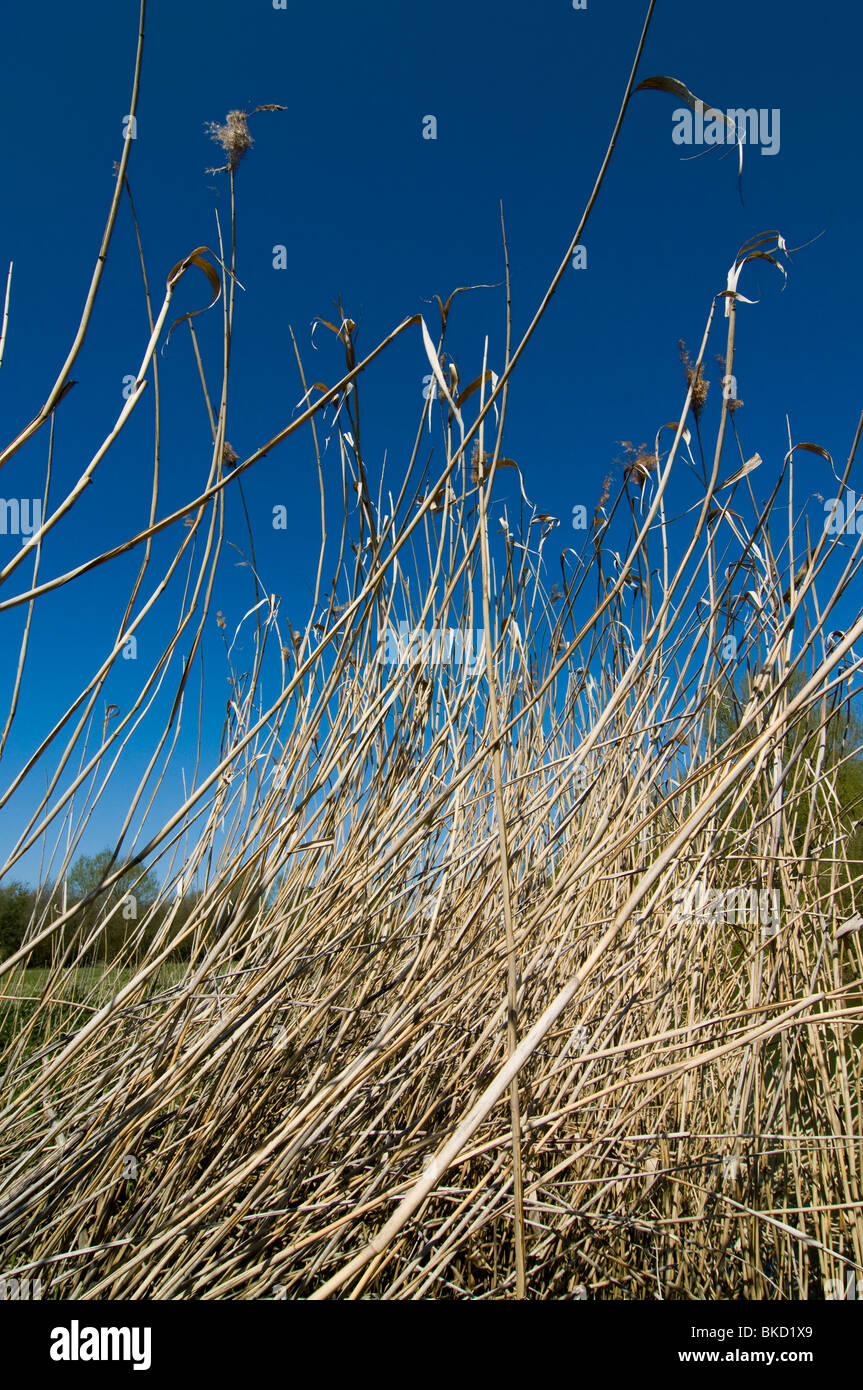 Tall rushes by the banks of the River Cherwell, Cotswolds, Oxfordshire Stock Photo