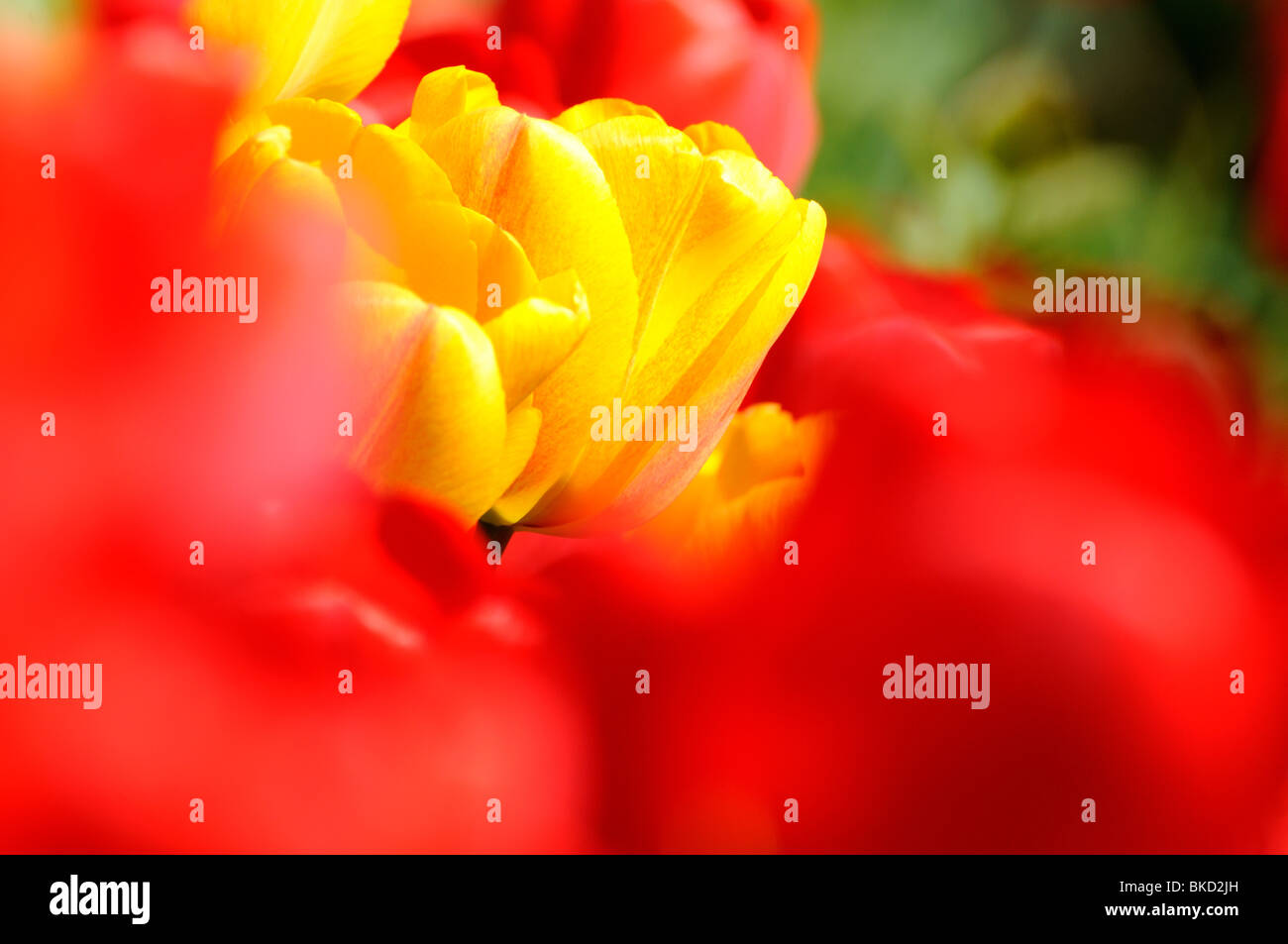 Red and yellow tulips flowers in close-up Stock Photo - Alamy