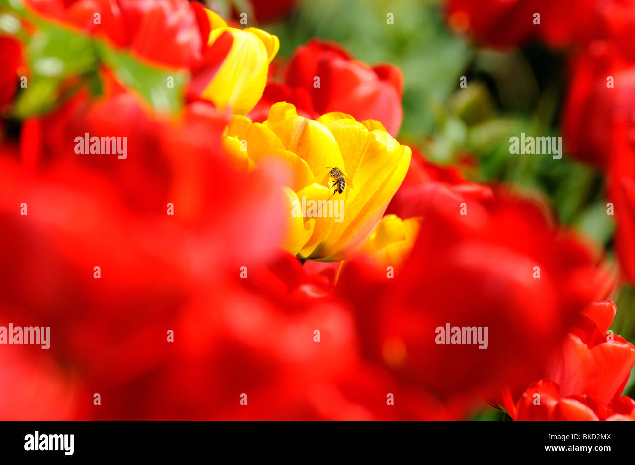 Red and yellow tulips flowers in close-up Stock Photo - Alamy