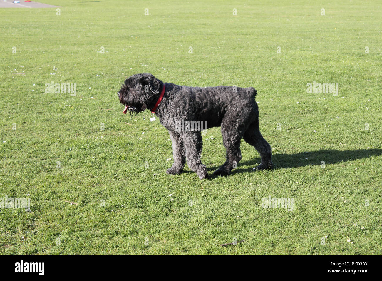 Bouvier des Flandres dog Stock Photo