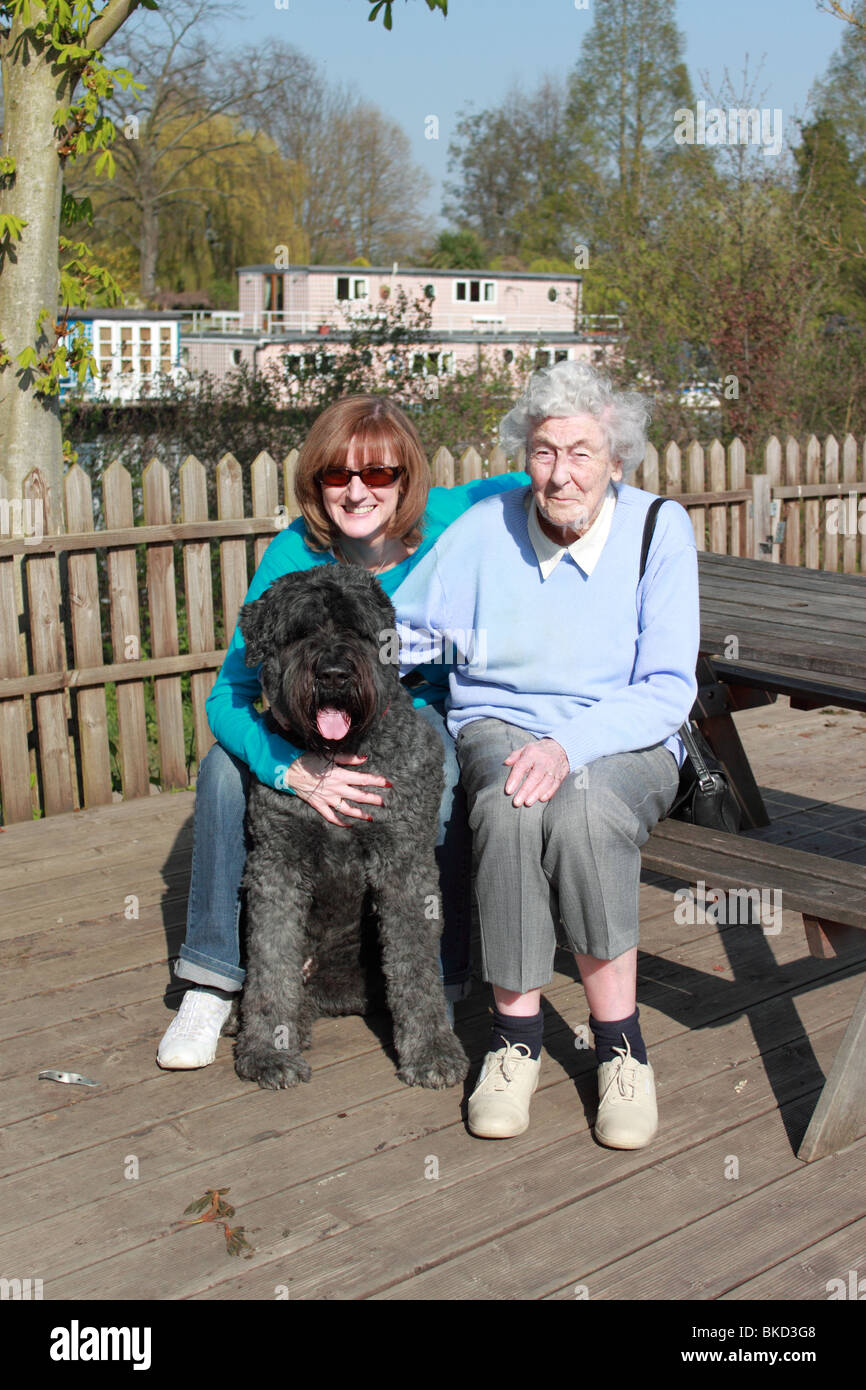 bouvier des flandres